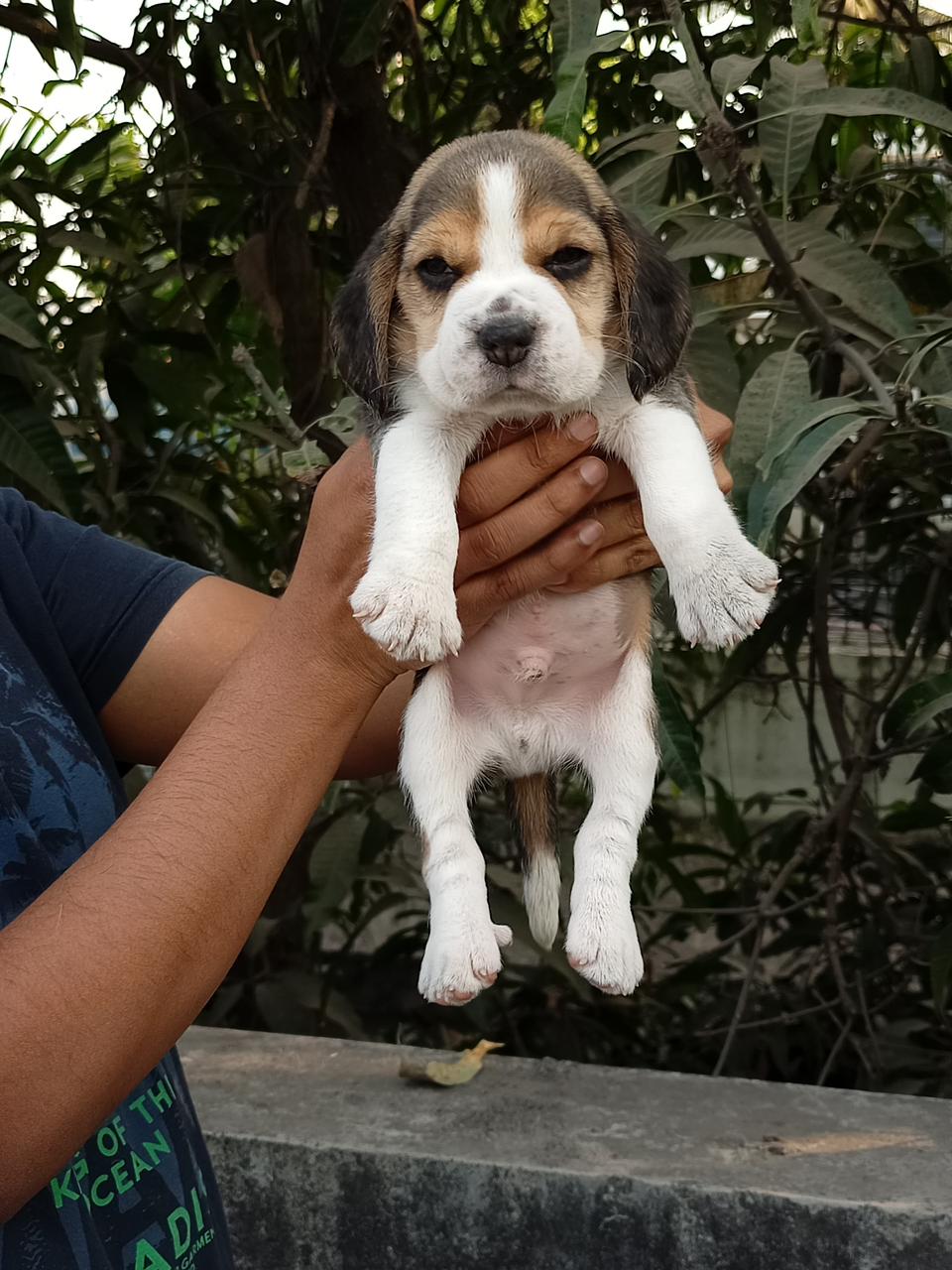 Beagle puppies for sale in Vizag